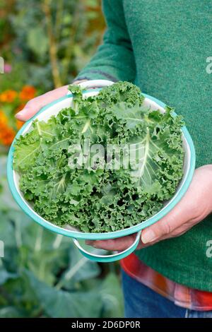 Kale.Brassica oleracea 'vert nain'.Feuilles de chou-rave fraîchement cueillies dans une passoire cultivée dans le terrain de légumes domestiques illustré.ROYAUME-UNI Banque D'Images