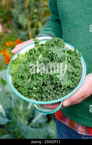 Kale.Brassica oleracea 'vert nain'.Feuilles de chou-rave fraîchement cueillies dans une passoire cultivée dans le terrain de légumes domestiques illustré.ROYAUME-UNI Banque D'Images