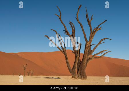 Deadvlei en Namibie : arbres d'épine de chameau morts Banque D'Images