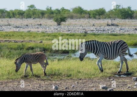 Une excursion en jeep à travers la Namibie, zèbres dans le parc national d'Etosha. Mère avec poulain Banque D'Images