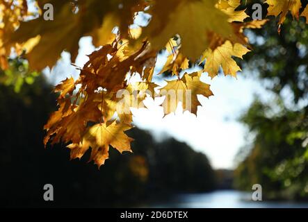 Motala, Suède 20201015 couleurs d'automne le long de Motala ström jeudi. Motala ström est le système fluvial qui draine le lac Vättern, le deuxième plus grand lac de Suède, dans la mer Baltique à Norrköping. Il est nommé de la ville de Motala où il commence. Au début du XIXe siècle, le canal de Göta a été construit parallèlement à Motala ström. Photo Jeppe Gustafsson Banque D'Images