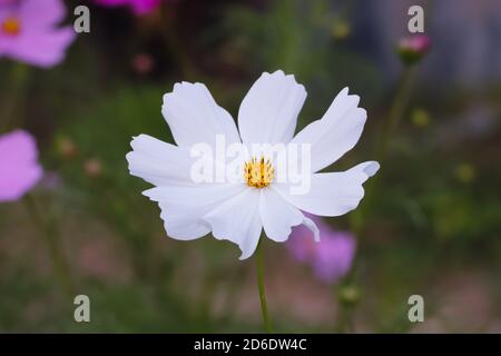 Belle fleur blanche de cosmos en pleine fleur dans un jardin. Aster mexicain, Cosmos bipinnatus Banque D'Images