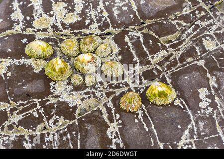 Animaux de compagnie sur la plage de Whiterock, Irlande Banque D'Images