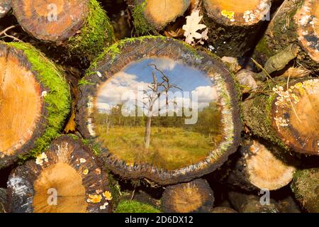 Pile de bois avec photo d'un arbre Banque D'Images