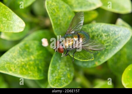 Une mouche d'or sur une feuille Banque D'Images