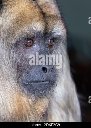 Portrait d'une femelle Alouatta caraya d'un hurleur noir Banque D'Images