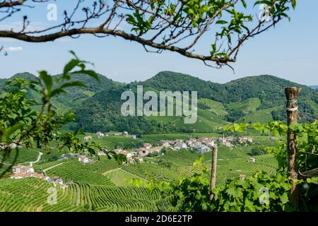 Vin blanc vignobles Prosecco , dans la vallée de Prosecco, Vadobbiadene Treviso Italie Banque D'Images