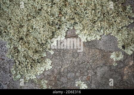 Roche couverte de lichen, gros plan, Finlande Banque D'Images