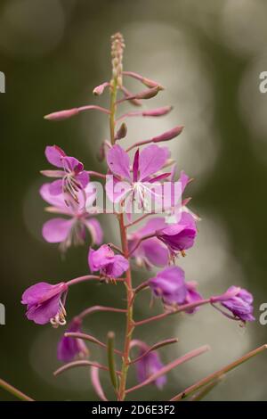 Rosebay Willowherb, Chamaenerion angustifolium gros plan, arrière-plan bokeh foncé Banque D'Images