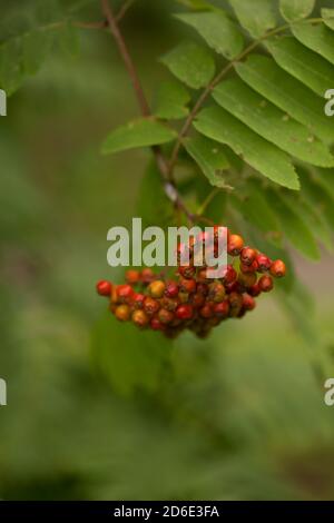 Baies de Rowan, Sorbus aucuparia, gros plan, fond naturel Banque D'Images