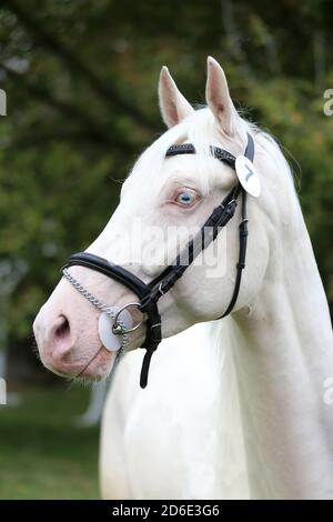 Belle face d'un cheval de race de cremello. Une photo d'un seul cheval. Gros plan de la tête de cheval sur l'élevage test outdoo heure d'été Banque D'Images