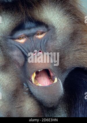 Gelada Baboon Theropithecus gelada Homme (captif) Banque D'Images