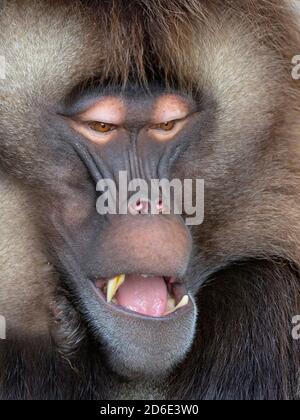 Gelada Baboon Theropithecus gelada Homme (captif) Banque D'Images