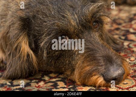 Chien, dachshund à poil dur, gros plan Banque D'Images