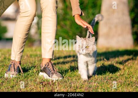 Animal de compagnie avec propriétaire marchant dehors sur le coucher du soleil. Chat rouge de race, à la grognement grise. Banque D'Images