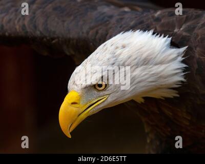 Aigle à tête blanche mâle Haliaeetus leucocephalus symbole national des États-Unis Banque D'Images