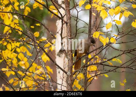 geai sibérien, Perisoreus infaustus, assis sur une branche de bouleau pendant le feuillage d'automne près de Kuusamo, dans le nord de la Finlande Banque D'Images