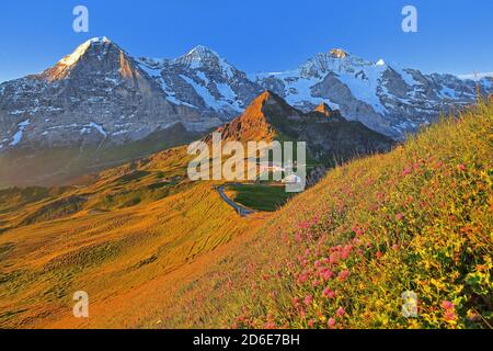 Pré de montagne en pleine floraison sur le Männlichen avec le triumvirat Eiger (3967m), Mönch (4107m) et le massif de la Jungfrau 4158m), Wengen, région de la Jungfrau, Oberland bernois, canton de Berne, site du patrimoine mondial de l'UNESCO, Suisse Banque D'Images