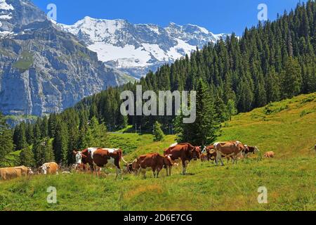 Pré de montagne avec des vaches contre le groupe Breithorn, Murren, région de Jungfrau, Oberland bernois, Canton de Berne, site du patrimoine mondial de l'UNESCO, Suisse Banque D'Images