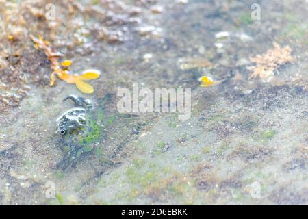 Crabe vert européen se déllant dans un étang d'eau peu profonde parmi les algues rouges, jaunes et vertes, Shore Crab carcinus maenus dans l'habitat habituel Banque D'Images