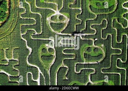 Mt. Dora, États-Unis. 15 octobre 2020. Le 15 octobre 2020 - Mt. Dora, Floride, États-Unis - le labyrinthe annuel de maïs d'automne est vu à long et Scott Farms dans cette vue aérienne d'un drone le 15 octobre 2020 à Mt. Dora, Floride. Le thème de ce labyrinthe de yearÕs hectares de 6, qui est ouvert avec la distanciation sociale pendant la pandémie du coronavirus, est 'Farm to Table'. Crédit : Paul Hennessy/Alamy Live News Banque D'Images