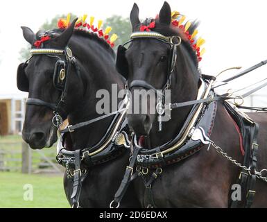 Une paire de magnifiques chevaux de spectacle. Banque D'Images