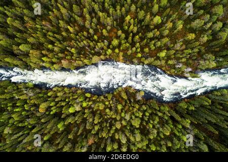 Une vue aérienne des rapides de rivière à travers la forêt luxuriante et verte de taïga finlandaise pendant l'été en Europe du Nord. Banque D'Images