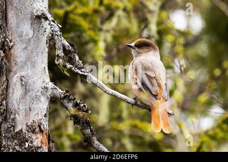 Curieux et coloré jay de Sibérie, Perisoreus infaustus, dans une forêt de taïga de printemps près de Kuusamo, dans le nord de la Finlande. Banque D'Images