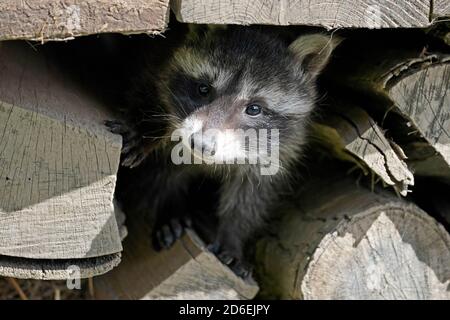 Raton laveur, (Procyon lotor), petits, France Banque D'Images