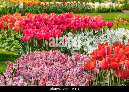 Keukenhof, pays-Bas Banque D'Images