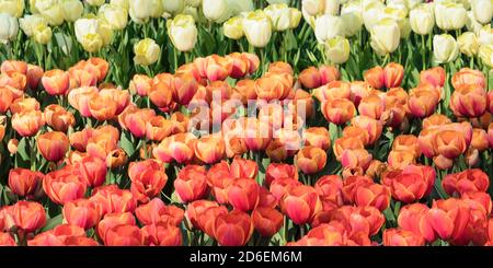 Champs de tulipes au printemps, Hollande du Sud, pays-Bas Banque D'Images
