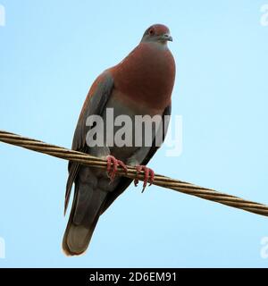 Pigeon à fente pâle (Patagioenas cayennensis) perché sur un fil dans une zone urbaine de ​​Bonito, Mato Grosso do Sul; Brésil Banque D'Images