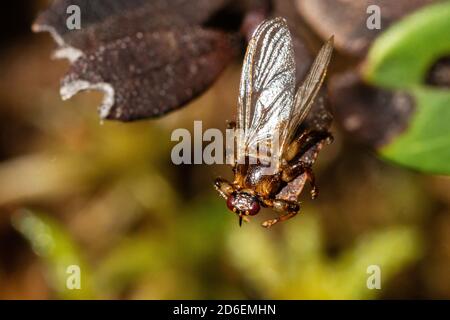 Macro gros plan du parasite mouche du cerf, Lipoptena cervi, sur une feuille dans la forêt boréale automnale d'Estonie, en Europe du Nord Banque D'Images