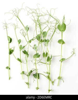 Aliments biologiques sains. Ressorts de pois verts avec tendrils sur fond blanc vue de dessus Banque D'Images