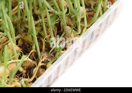 Aliments biologiques maison. Les microverts de pois se sont éclatants dans l'eau dans un récipient isolé sur fond blanc Banque D'Images