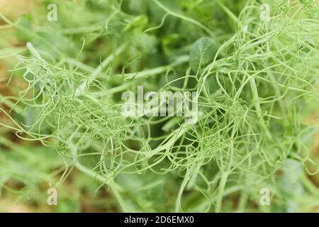 Aliments biologiques sains. Les jeunes tendriles de pois rapprochent de l'arrière-plan de la texture Banque D'Images