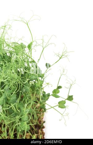 Aliments biologiques sains. Jeunes reines de pois avec tendrils isolés sur fond blanc espace de copie Banque D'Images