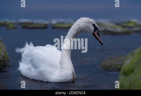 Un cygne flotte dans les eaux baltes au crépuscule, sur la côte Baltique, dans la région de Kaliningrad, en Russie Banque D'Images