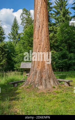 Allemagne, Bade-Wurtemberg, Ammerbuch, Schönbuch, détail, tronc, écorce, séquoia géant, Wellingtonia, un arbre du Wilhelmasaat Banque D'Images