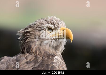 White-tailed eagle Banque D'Images