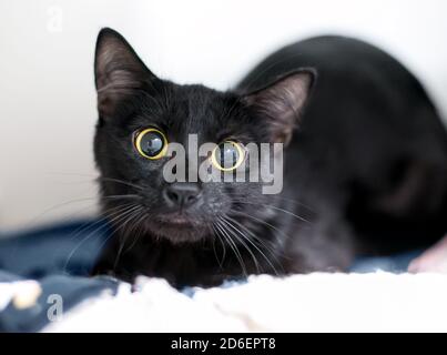 Un chat noir nerveux de shorthair avec de grands yeux et dilaté élèves Banque D'Images
