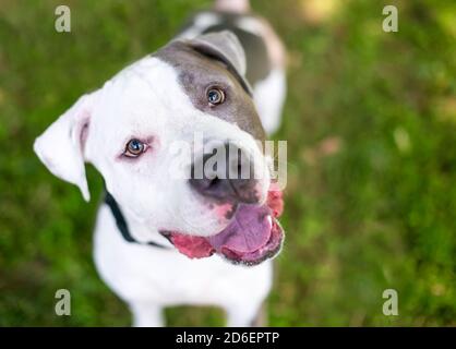 Une race mixte Pit Bull Terrier gris et blanc heureux chien regardant la caméra avec une inclinaison de tête Banque D'Images