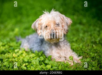 Un chien mixte Yorkshire Terrier x Poodle couché dans l'herbe Banque D'Images