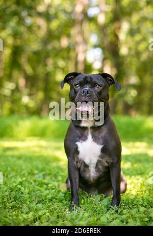 Un chien noir et blanc de race mixte Terrier assis à l'extérieur avec une expression heureuse Banque D'Images