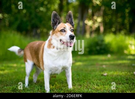 Un chien mixte de race Welsh Corgi x Terrier debout à l'extérieur avec une expression d'alerte Banque D'Images