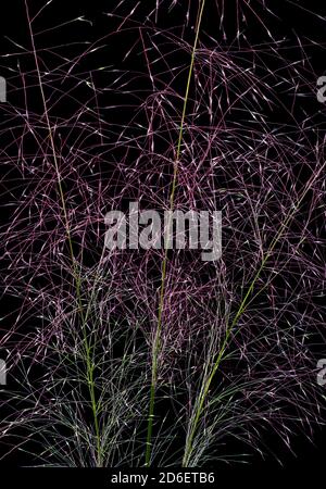 'Feu d'artifice Mohly Grass.' Plumes d'herbe de muhly rose (Muhlenbergia capillaris); vue macro. L'herbe est originaire de l'Amérique du Nord. Banque D'Images