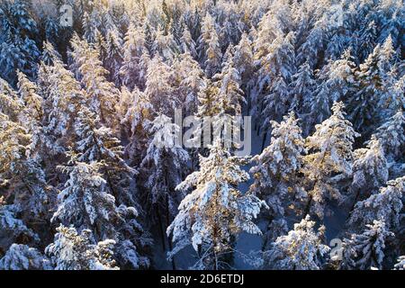 Une vue aérienne de neige et de neige hiver forêt boréale de conifères dans la nature estonienne dans la campagne, Europe du Nord. Banque D'Images