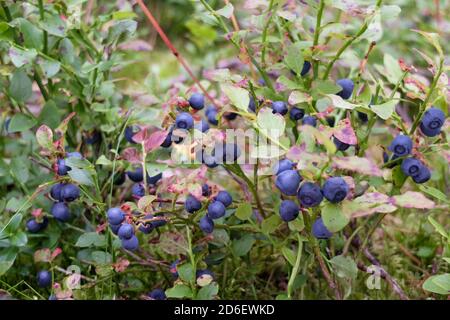 Bleuet sauvage (Vaccinium myrtillus) avec fruits mûrs Banque D'Images