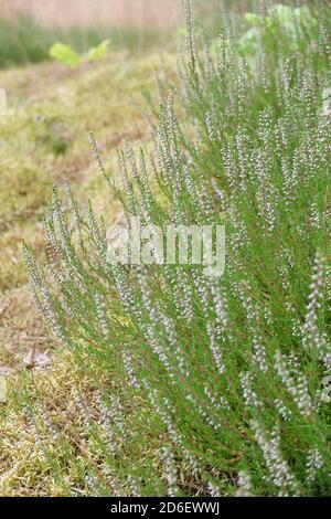 Bruyère commune (Calluna vulgaris) avec fleurs blanches Banque D'Images