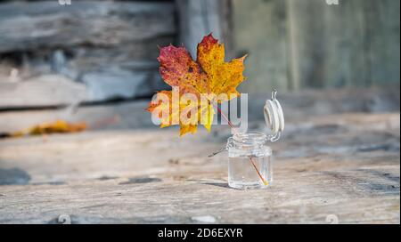 Une feuille d'érable aux couleurs automnales variées dans un ouvert Le pot en verre avec de l'eau qui symbolise la nature suédoise est ouvert pour l'automne Banque D'Images